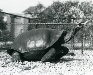 Une tortue des Galápagos à carapace en selle nourrie d
