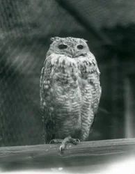 Un hibou grand-duc de Savigny reposant sur une branche au Zoo de Londres, septembre 1925