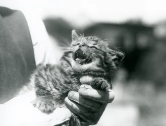 Un chat sauvage écossais tenu dans les mains de son gardien, zoo de Londres