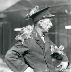 Un gardien de deuxième classe avec quatre jeunes écureuils gris grimpant sur son chapeau et sa veste, zoo de Londres