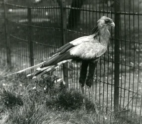 Un secrétaire au Zoo de Londres en septembre 1923