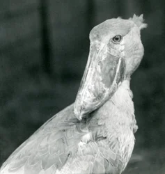 Un bec-en-sabot, Zoo de Londres, juillet 1926