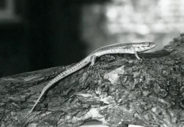 Un scinque se reposant sur une bûche au zoo de Londres en 1929