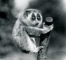 Un loris mince tenant l