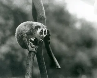 Un loris mince regardant vers le bas depuis une branche, zoo de Londres, août 1926