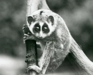 Un loris mince regardant vers le bas depuis une branche, zoo de Londres, août 1926