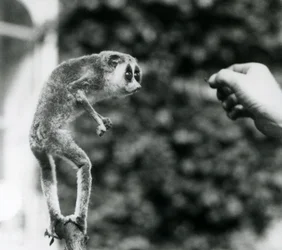Un loris mince debout sur une branche, regardant la main d