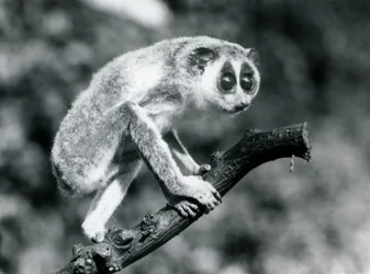 Un loris mince marchant sur une branche, Zoo de Londres, août 1926