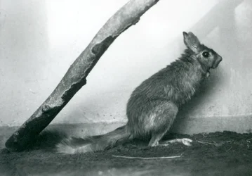 Un lièvre sauteur sud-africain assis sous une branche dans son enclos, Zoo de Londres, décembre 1925