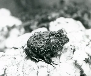 Une grenouille cornue sud-américaine sur un rocher, zoo de Londres, août 1928