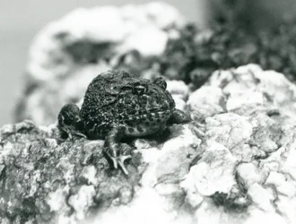 Une grenouille cornue d