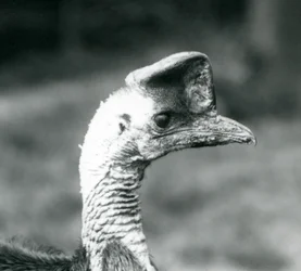 Un casoar austral au Zoo de Londres, juin 1925