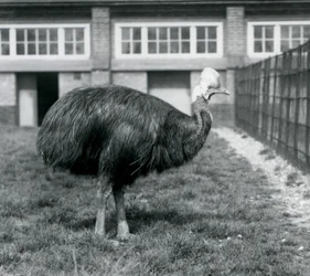 Un casoar austral au Zoo de Londres en juin 1925