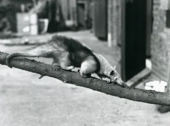 Un tamandua du Sud/ant-eater collier/petit fourmilier, marchant le long d