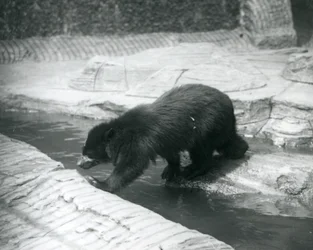 Un ours à lunettes ou ours andin traversant un ruisseau dans son enclos au zoo de Londres, juillet 1925