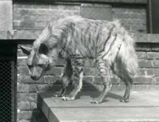 Une hyène rayée debout sur une plateforme dans son enclos au Zoo de Londres, juin 1925