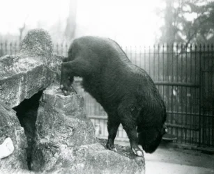 Un takin, également connu sous le nom de chamois de bétail ou de chèvre gnou, descendant des rochers, zoo de Londres