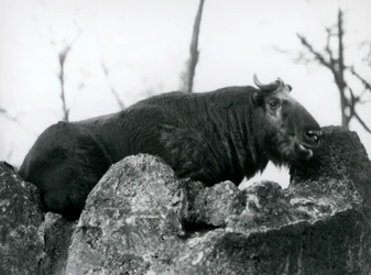 Un takin, également connu sous le nom de chamois de bétail ou chèvre gnou, reposant sur un rocher, Zoo de Londres, 1925