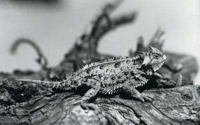 Un lézard cornu du Texas reposant sur une bûche au zoo de Londres en septembre 1928