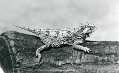 Un lézard cornu du Texas/Horned Toad/Horny Toad reposant sur une bûche au Zoo de Londres en août 1928 (photo n/b)