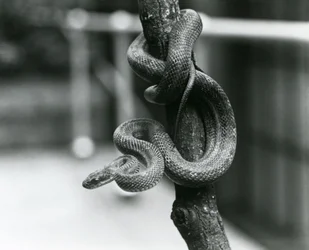 Un serpent rat du Texas enroulé autour d