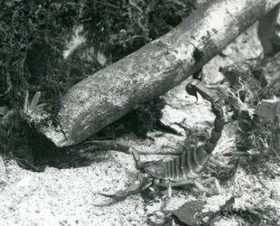 Un scorpion du Texas au zoo de Londres en 1928