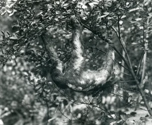 Un paresseux à trois doigts suspendu à une branche feuillue au zoo de Londres. Août 1920.