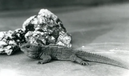 Un tuatara devant un rocher, zoo de Londres en 1928