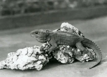 Un tuatara couché sur un rocher au zoo de Londres en 1929