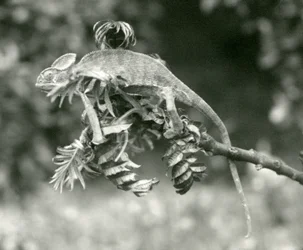 Un caméléon voilé ou du Yémen au bout d