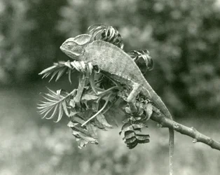 Un caméléon voilé ou du Yémen au bout d