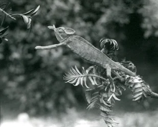 Un caméléon voilé ou du Yémen sur une branche feuillue tendant vers une autre, Zoo de Londres, juin 1924