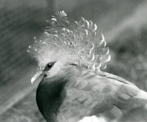 Un pigeon couronné de Victoria au zoo de Londres en septembre 1927
