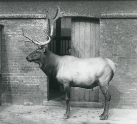Un wapiti debout dans son enclos au Zoo de Londres en septembre 1927