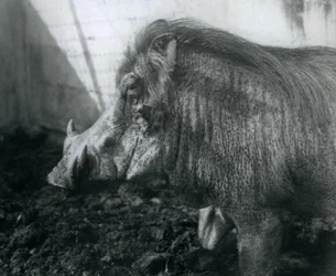 Un phacochère debout dans la boue, Zoo de Londres, 1927