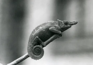 Un caméléon à deux cornes d
