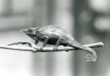 Un caméléon à deux cornes d