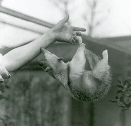 Un jeune tamandua à collier accroché aux doigts de son gardien avec sa queue préhensile alors qu