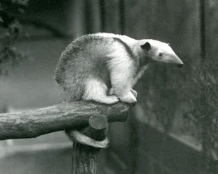 Un jeune tamandua à collier assis au bout d