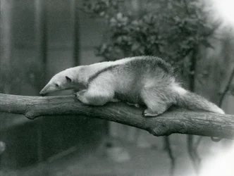 Un jeune tamandua à collier marchant le long d
