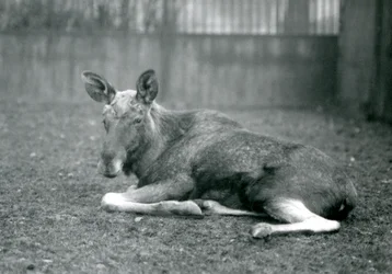 Un élan mâle, montrant les cicatrices de ses bois récemment tombés, couché au Zoo de Londres, janvier 1926