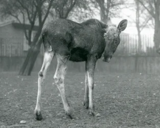 Un élan mâle, avec des blessures de ses bois récemment tombés, debout au Zoo de Londres, janvier 1926