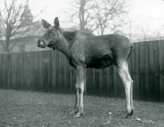 Un élan mâle, avec des blessures de ses bois récemment tombés, debout au Zoo de Londres, janvier 1926