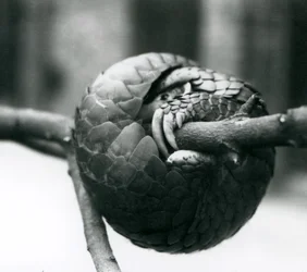 Un pangolin chinois en danger critique de disparition reposant, enroulé autour d