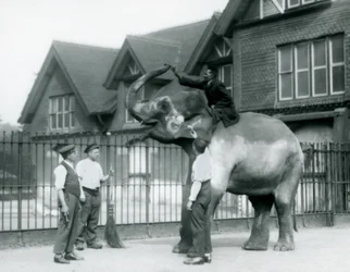 Un éléphant indien décoré, avec trois gardiens et un dresseur, à l