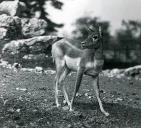 Un blackbuck femelle au zoo de Londres en 1924