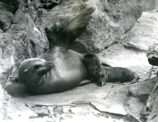Une otarie de Californie femelle allongée sur une terrasse rocheuse, nourrissant son petit, Zoo de Londres, juillet 1925