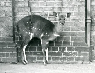 Un bushbuck du Cap femelle debout contre un mur au Zoo de Londres en octobre 1927