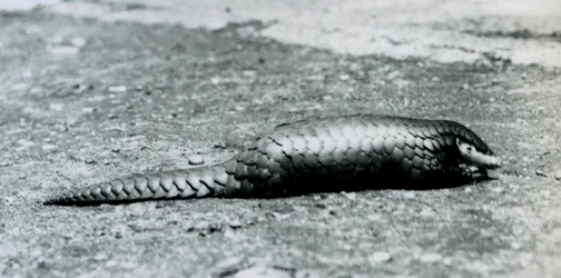 Une femelle pangolin chinois au zoo de Londres en août 1925