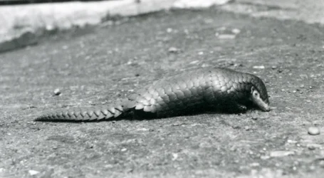 Une femelle pangolin chinois au zoo de Londres en août 1925